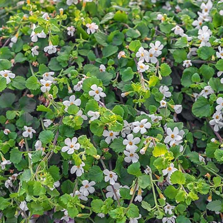 Bacopa Monieri